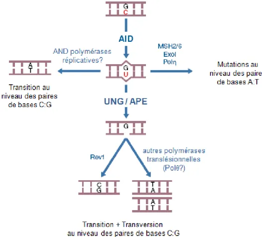 Figure 12: Modèle de désamination de l’ADN par AID au cours de l’hypermutation somatique 