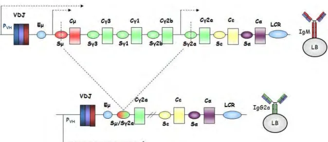 Figure 13: Exemple de commutation isotypique d’IgM à IgG2a 