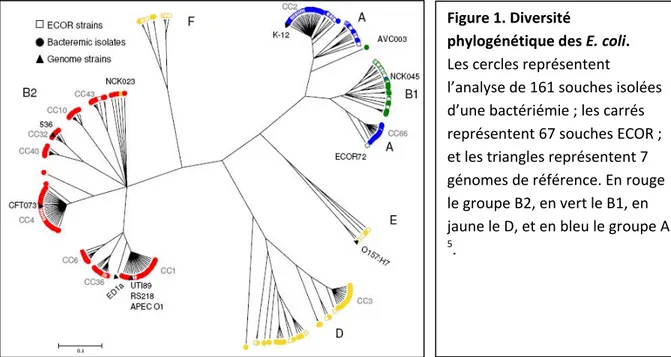 Figure 1. Diversité  phylogénétique des E. coli.  Les cercles représentent  l’analyse de 161 souches isolées  d’une bactériémie ; les carrés  représentent 67 souches ECOR ;  et les triangles représenten génomes de référence. En rouge t 7  le groupe B2, en 