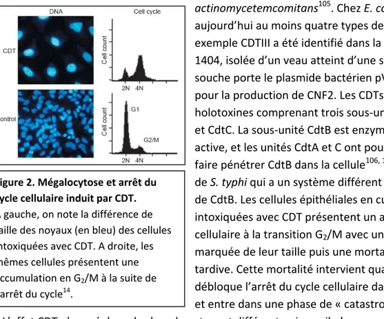 Figure 2. Mégalocytose et arrêt du  pour la production de CNF2. Les CDTs sont des  holotoxines comprenant trois sous‐unités, CdtA,  et CdtC. La sous‐unité CdtB est enzymatiquement active, et les un  CdtA et C ont pour fonction de faire pénétrer CdtB dans l
