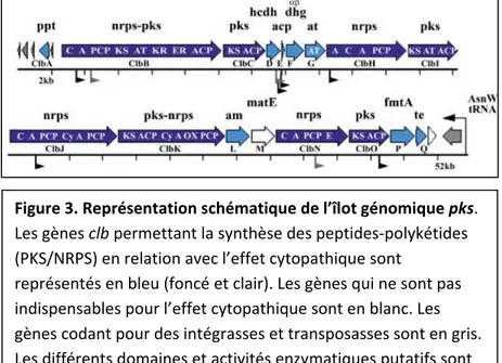 Figure 3. Représentation schématique de l’îlot génomique pks.  Les gènes clb permettant la synthèse des peptides‐polykétides  (PKS/NRPS) en relation avec l’effet cytopathique sont  représentés en bleu (foncé et clair). Les gènes qui ne sont pas  indispensa