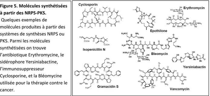 Figure 5. Molécules synthétisées  à partir des NRPS‐PKS.   Quelques exemples de  molécules produites à partir des  fondamentaux il existe des domaines secondaires ; ketoreductase (KR), déhydratase (DH) énoylréducatse (ER) qui réduisent le substrat. Chez le