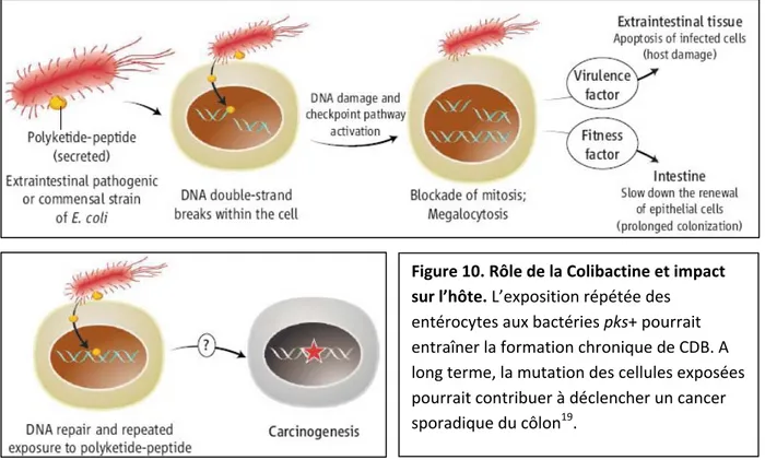 Figure 10. Rôle de la Colibactine et impact  sur l’hôte. L’exposition répétée des  entérocytes aux bactéries pks+ pourrait  entraîner la formation chronique de CDB. A  long terme, la mutation des cellules exposées  pourrait contribuer à déclencher un cance