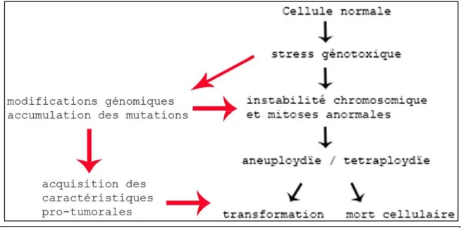 Figure 3. Modèle de transformation cellulaire à partir d’un stress génotoxique et  l’accumulation des ch
