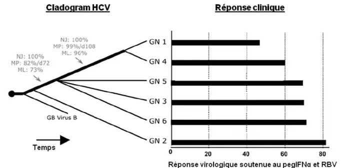 Figure 7 : Evolution des génotypes HCV et leur corrélation avec la réponse au  traitement observée dans des études cliniques (adapté de Pang et al., 2009)