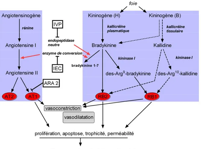 Figure 2 : Interactions entre le système rénine-angiotensine et le système kallicréïne kinine chez l’humain