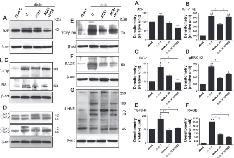 Fig. 4. A–G, left: representative Western blots of glomerular protein expression of B2R (A), ␤-subunit of insulin-like growth factor-1 receptor (IGF-1R␤; B), and insulin receptor substrate-1 (IRS-1; C), MAP kinases ERK1 and ERK2 and tyrosine-phosphorylated