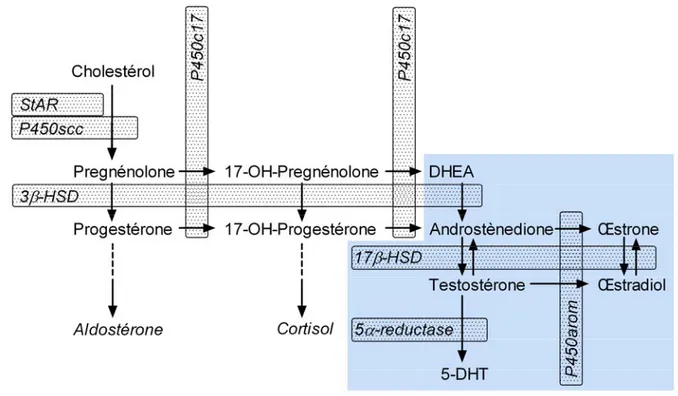 Figure 3 : Biosynthèse des hormones stéroïdiennes d’après Hanukoglu I (J. steroid. Biochem