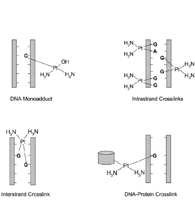 Figure  3  :  Adduits  formés  par  les  dérivés  du  platine.  Les dérivés du platine peuvent interagir avec  l’ADN  et  former  des  mono-adduits  (DNA  Monoadduct),  des  adduits  intra-brins  (d(GpG),   1,2-d(ApG),  1,3-d(GpXpGp)  ;  Intrastrand  Cross