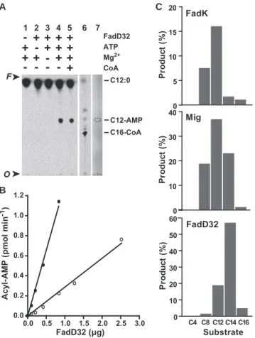 Figure 4. FadD32 Fatty Acyl-AMP Ligase (FAAL) Activity and Acyl Chain-Length Selectivity