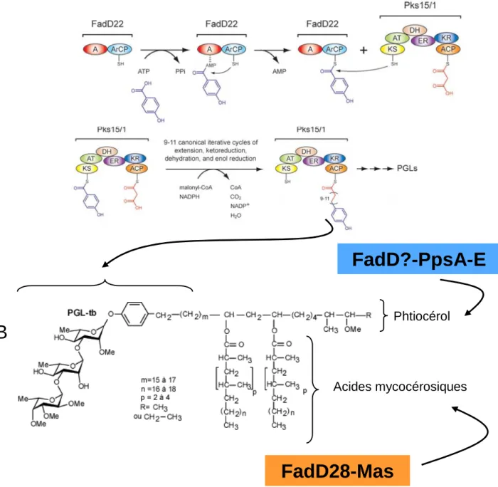 Figure 18 : Réactions catalysées par les FadD impliquées dans la biosynthèse des PGL.