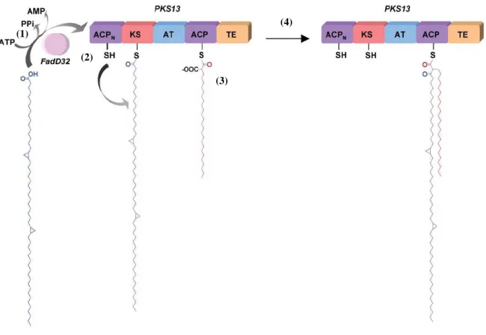 Figure  19  :  Mécanisme  schématique  supposé pour  le  couple  FadD32-Pks13  au  cours  de  l’étape de condensation mycolique (Gohkale et al., 2007).