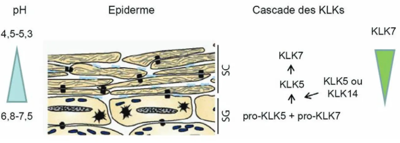 Figure 10 : Régulation par le pH de la cascade d’activation des kallikréines dans la couche cornée  Le  pH  de  la  couche  cornée  s’acidifie  de  la  profondeur  vers  la  surface.  Les  kallikréines  (KLKs)  impliquées  dans  la  desquamation  vont  êtr