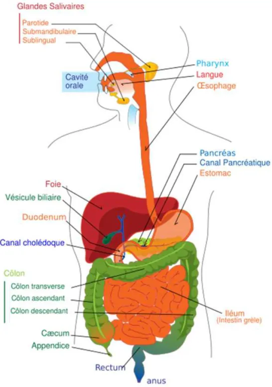 Figure 1 : Organes intervenant au cours de la digestion,