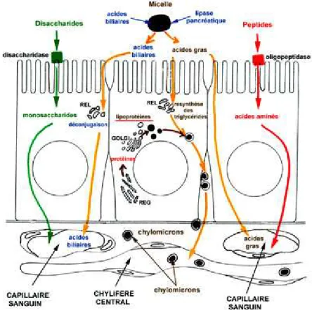 Figure 2 : Schéma de l’absorption des sucres, des lipides et des protéines   au travers des entérocytes 