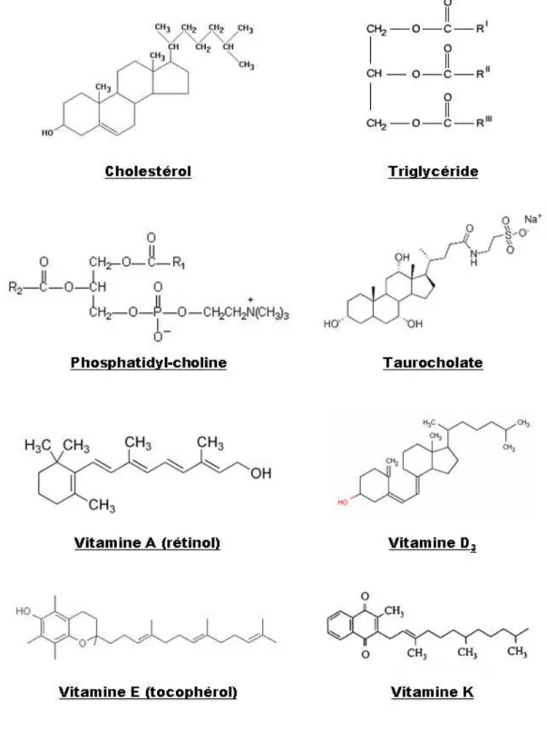 Figure 3 : Structure des principaux composés lipidiques  