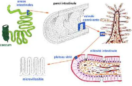 Figure 5 : Structure de l’intestin grêle 