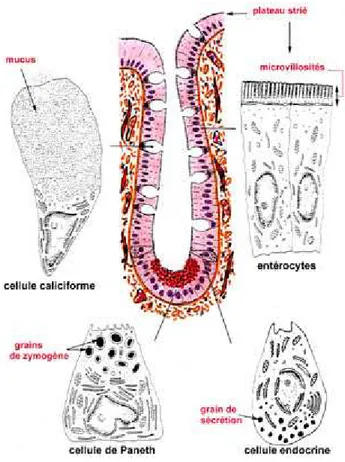 Figure 8 : Différentes cellules présentes au niveau de l’épithélium intestinal