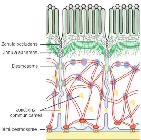 Figure 9 : Différents types de jonctions entre des entérocytes,  http://www.rcsed.ac.uk/journal/svol1_3/1033.gif 
