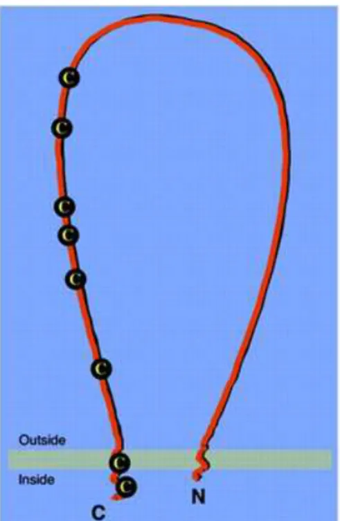 Figure 10 : Structure du récepteur SR-BI,  d’après Krieger et al.  27