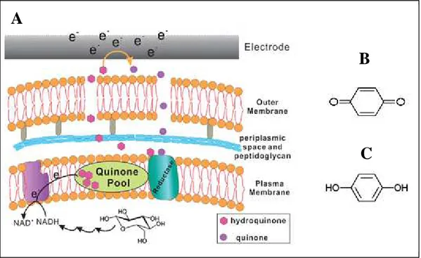 Figure I.13. Mécanisme hypothétique de transfert d’électrons entre  E. coli et une électrode (Qiao et 