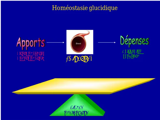 Figure 1 : Représentation de la balance énergétique équilibrée par les apports et les dépenses  en énergie, qui régule l’homéostasie glucidique