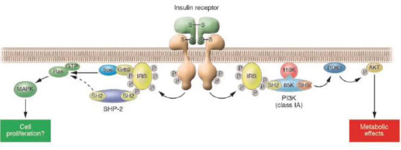 Figure 5 : Le récepteur à l’insuline s’autophosphoryle sur les tyrosines de la chaine B lors de  la  fixation  de  l’insuline  sur  les  chaines  A