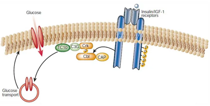 Figure 6 : voie de signalisation de l’insuline impliquant les protéines Cap Cbl. Cbl se lie au  récepteur  par  la  protéine  d’adaptation    CAP