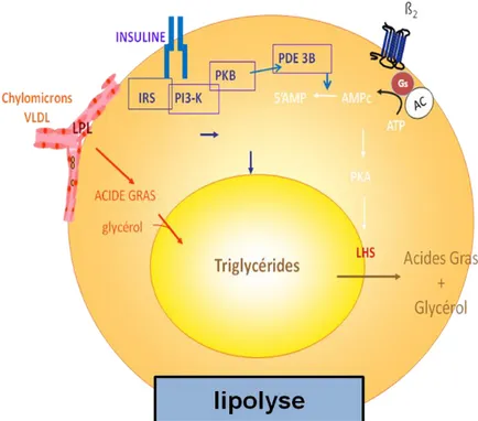 Figure  18 :  L’insuline  inhibe  la  lipolyse  induite  par  les  récepteurs  B  adrénergiques
