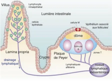 Figure  20 :  Représentation  d’une  plaque  de  Peyer  localisé  sous  l’épithélium  intestinal  composé  de  cellule  M