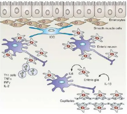 Figure  22 :  représentation  de  l’interconnexion  des  cellules  gliales  (enteric  glia)    avec  les  neurones  entériques  et  les  cellules  interstitielles  de  cajal  (ICC)