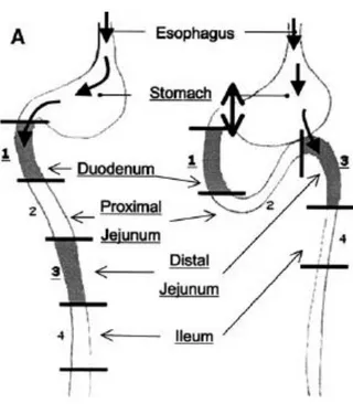 Figure 25 : schéma de la chirurgie AEG. La partie duodénale proximale (1) est obstruée par  une  ligature  et,  la  partie  jéjunale  distale  (3)  est  reliée  au  fundus  de  l’estomac  par  lequel  le 