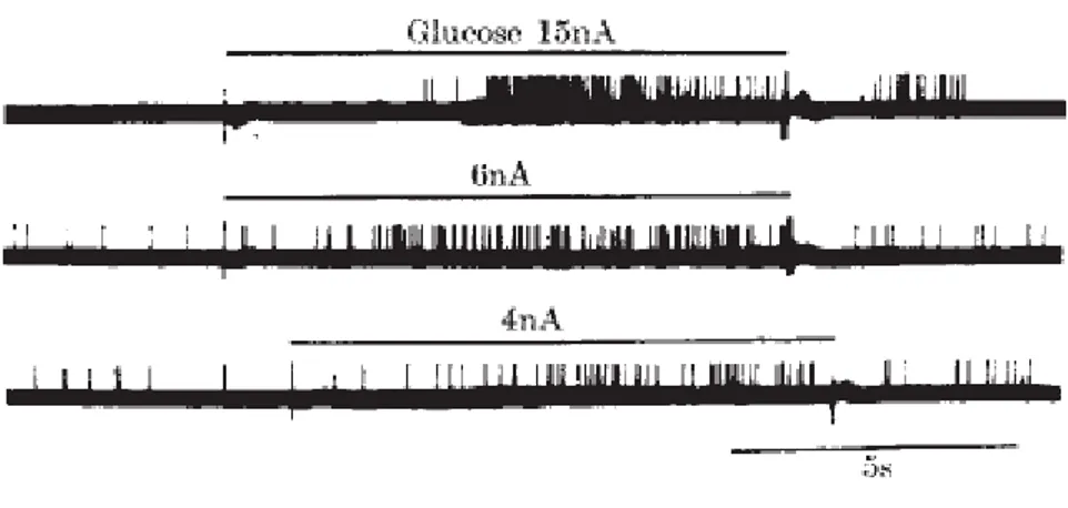 Figure  26:  Enregistrements  électriques  des  neurones  du  VMH    après  stimulation  par  différentes  concentrations  de  glucose  (15,  6,  4nA)