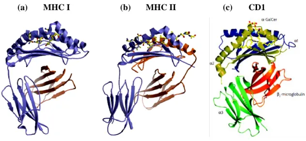 Figure 1: Architecture of MHC-like molecules 