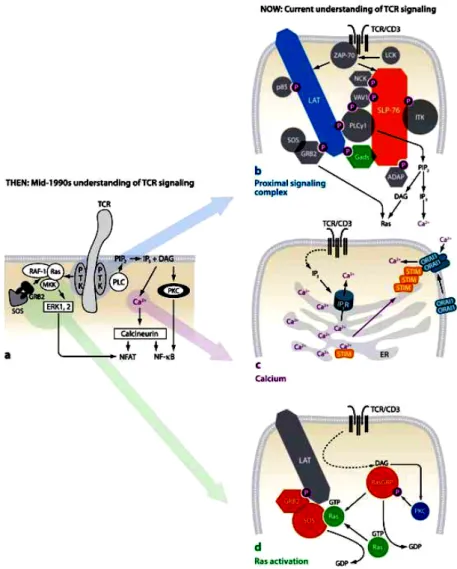 Figure 3: The CD3 complex and T cell receptor signalling 