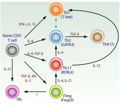 Figure 5: The cytokine milieu determines CD4+ T cell differentiation and conversion 