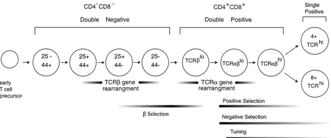 Figure 6: Different stages of thymocyte development (Sebzda et al. 1999) 