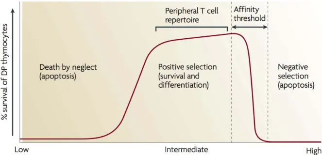 Figure 7: The affinity model of thymocyte selection (Klein et.al. 2009) 