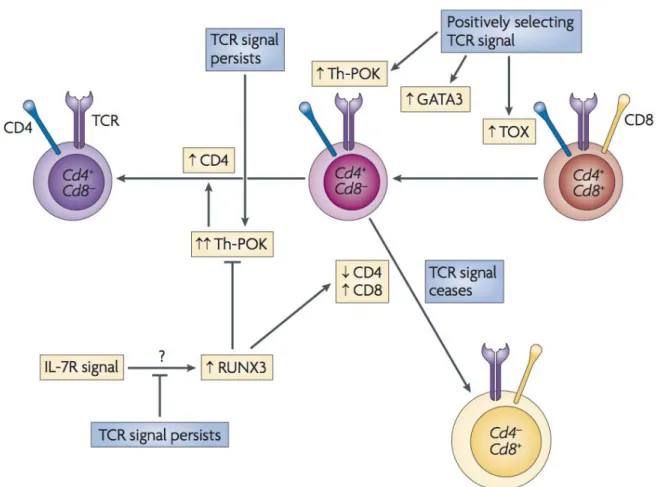 Figure  8:  Environmental  cues  and  nuclear  factors  that  influence  CD4/CD8  lineage  choice (Singer et