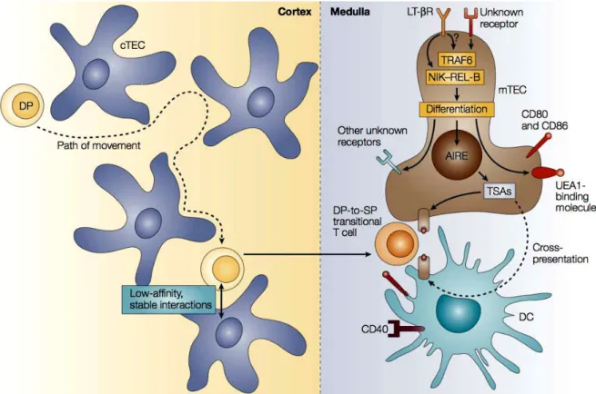 Figure 9: Aspects of the thymic medulla that are involved in central tolerance (Kristin  et.al