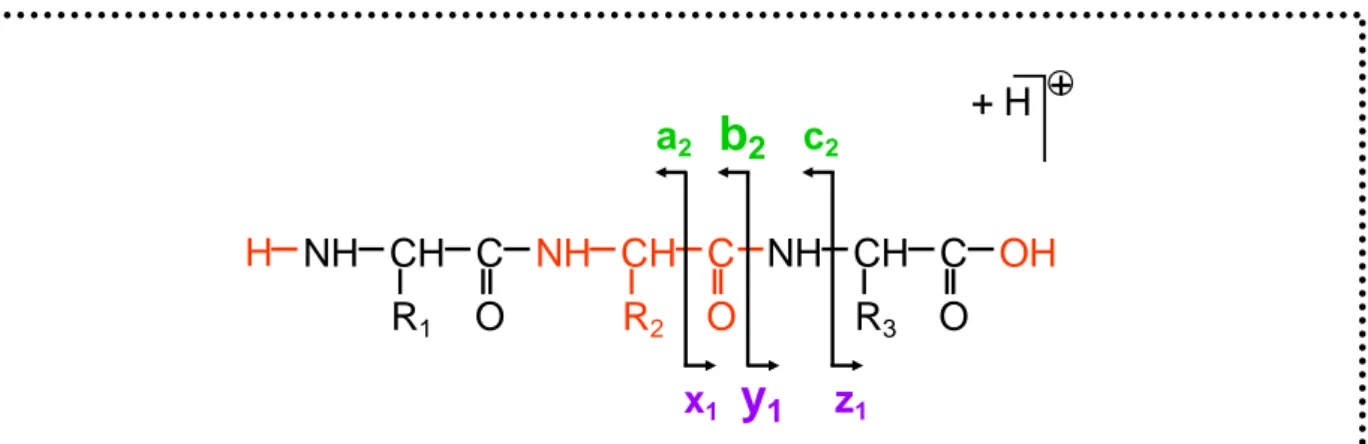 Figure 26A : Nomenclature des fragmentations des peptides par MS/MS d’après Biemann  