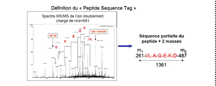 Figure 27 : Détermination du « Peptide Sequence Tag » 