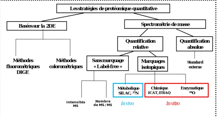 Figure 29 : Diagramme des différentes stratégies utilisées pour une analyse de protéomique  quantitative