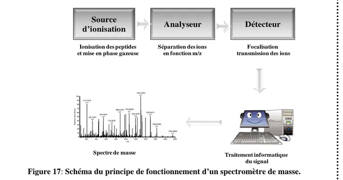 Figure 17: Schéma du principe de fonctionnement d’un spectromètre de masse. 