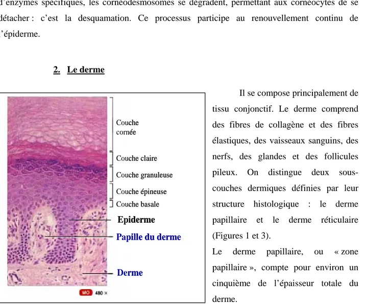 Figure 3 : Coupe histologique du derme et de l’épiderme  