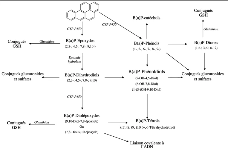 Figure 14: Voies de métabolisation du benzo(a)pyrène 