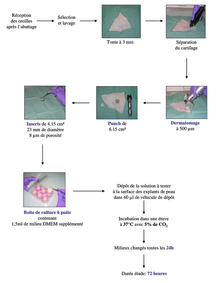 Figure 16: Schéma expérimental de la préparation et de l’incubation des explants de  peau d’oreille de porc 