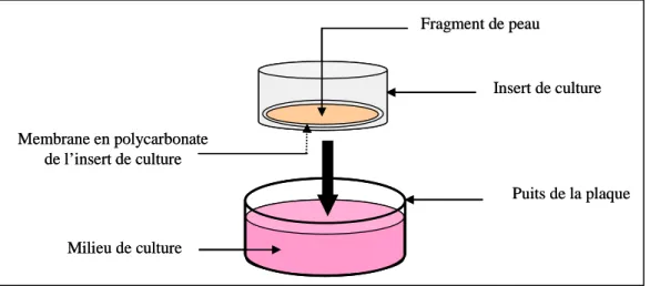 Figure 17: Schéma du système de cellules statiques utilisé  3.  Conditions de mise en survie 
