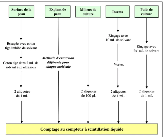Figure 19: Protocole d’extraction de la radioactivité pour les différents compartiments  du système ex vivo de peau d’oreille de porc 