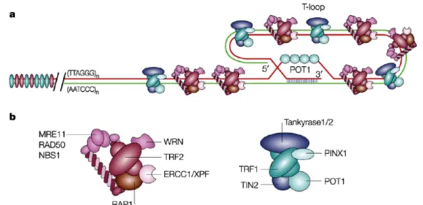 Figure  7.  Repliement  de  l’ADN  au  niveau  des  télomères:  T-loop.  a)  Les